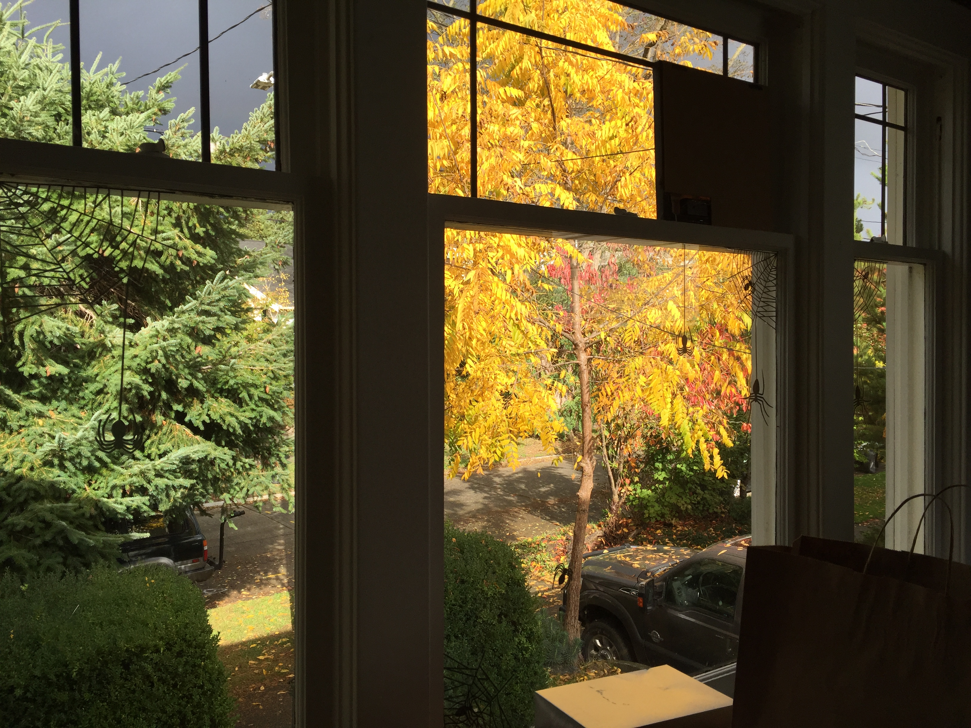 View through tall windows with glowing yellow leaves outside.